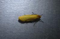 Wittia sororcula