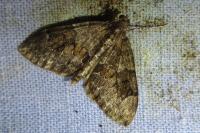Thera britannica/obeliscata/variata