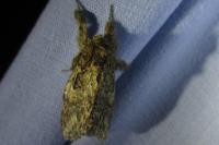 Peridea anceps