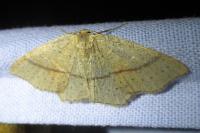 Cyclophora punctaria