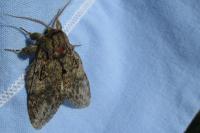 Peridea anceps