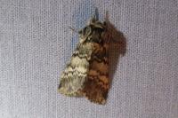 Drymonia ruficornis