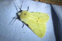 Spilarctia lutea