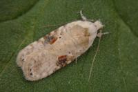 Agonopterix alstroemeriana