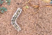 Lasiocampa trifolii