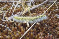 Lasiocampa trifolii
