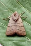 Charanyca trigrammica