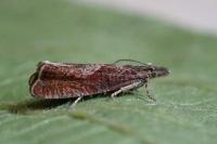 Dichrorampha acuminatana