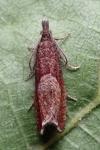 Dichrorampha acuminatana