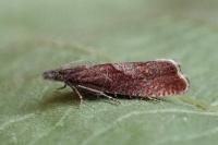 Dichrorampha acuminatana