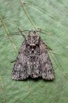 Acronicta rumicis
