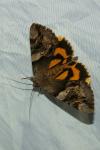 Catocala fulminea