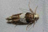 Recurvaria leucatella