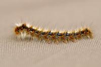 Lasiocampa quercus