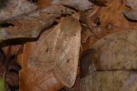 Leptologia macilenta