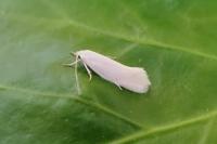 Elachista argentella