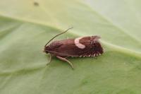 Grapholita lunulana