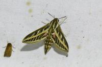 Hyles livornica