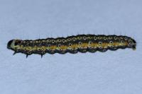 Depressaria daucella