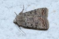 Caradrina clavipalpis