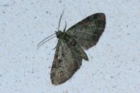 Pasiphila rectangulata
