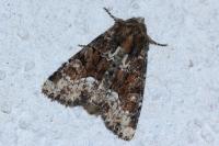 Oligia strigilis