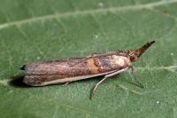 Etiella zinckenella