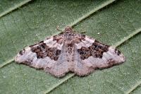 Epirrhoe galiata