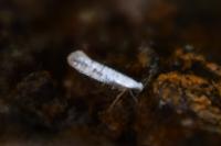 Argyresthia retinella