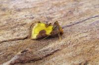 Diachrysia chrysitis/stenochrysis