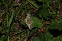 Drymonia ruficornis