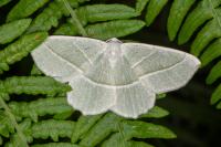 Campaea margaritaria