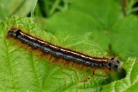 Malacosoma neustria