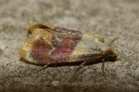 Diceratura ostrinana