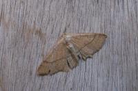 Cyclophora ruficiliaria