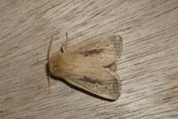 Sesamia nonagrioides