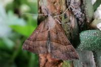 Hypena proboscidalis
