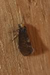 Taleporia tubulosa
