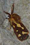 Arctia testudinaria