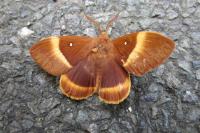 Lasiocampa quercus
