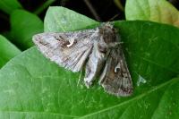 Autographa gamma