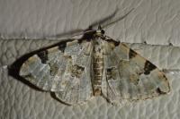 Colostygia pectinataria