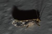 Monopis crocicapitella