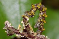 Cleorodes lichenaria