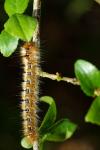 Lasiocampa quercus