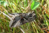 Autographa gamma