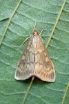 Ostrinia nubilalis/scapulalis