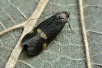 Borkhausenia minutella