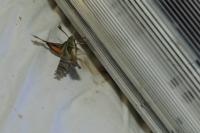 Proserpinus proserpina