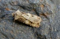 Agrotis puta
